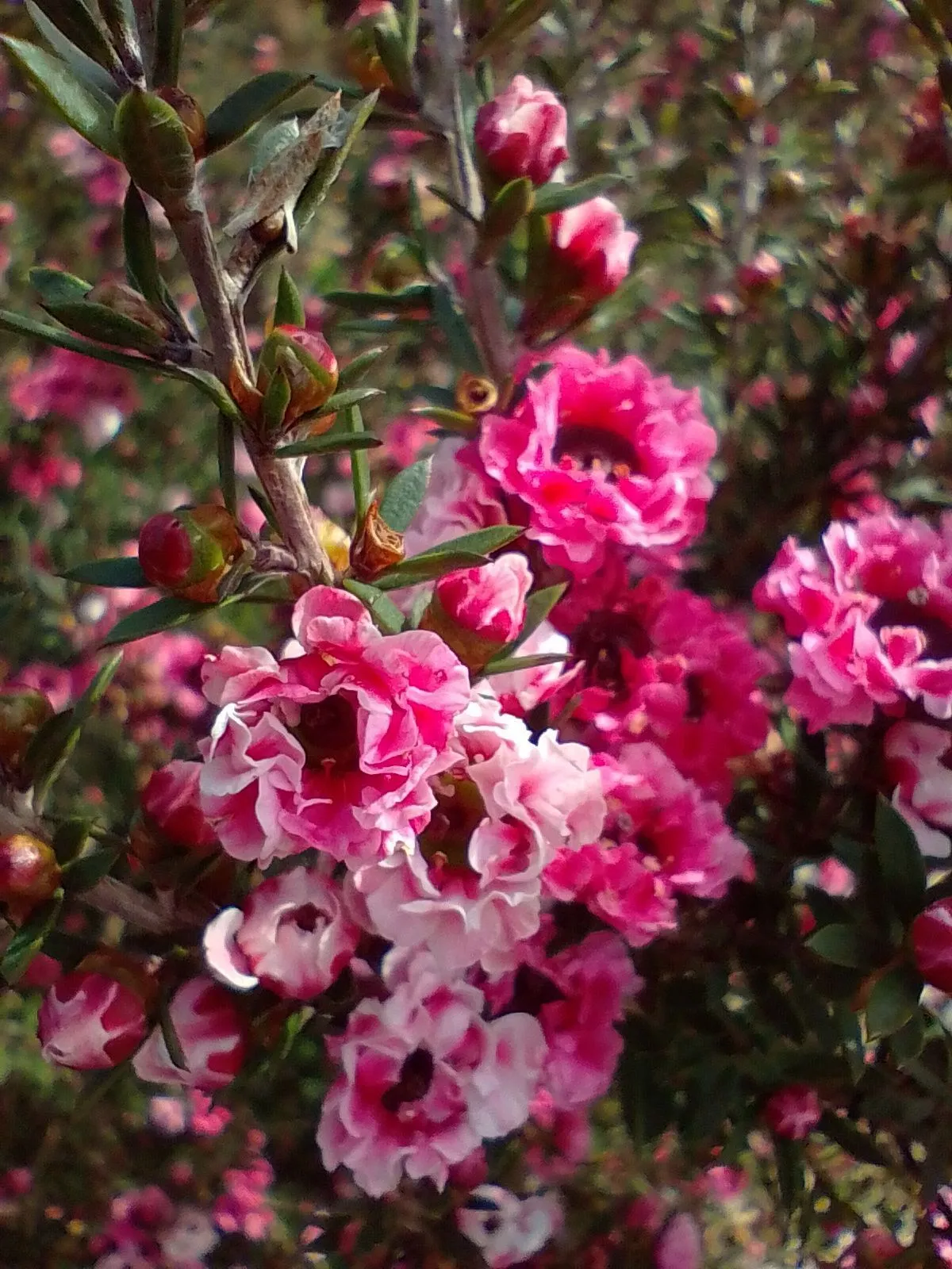 Flowers - North Island